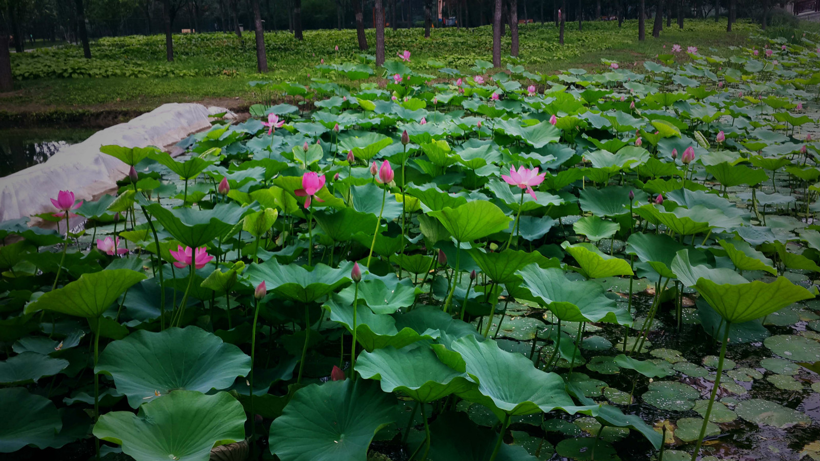 北京市朝陽區天倫湖畔國際敬老中心