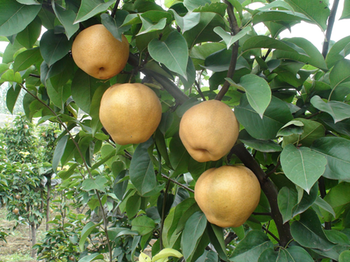 濟南市歷城區(qū)長壽山國際生態(tài)養(yǎng)老園