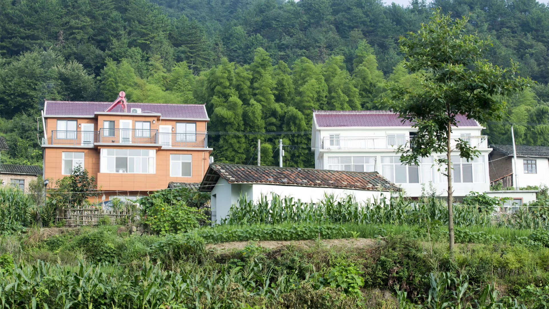安徽岳西大別山康養基地